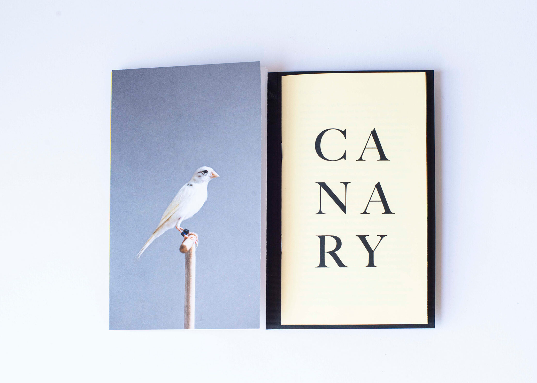 Canary OL 4