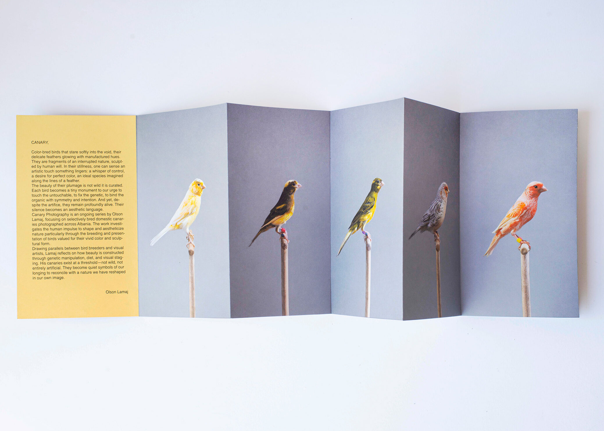 Canary OL 7